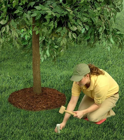 Jobe's 01611 15 Pack Evergreen Tree & Shrub Fertilizer Spikes - Quantity of 3