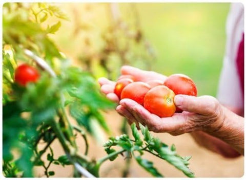 Jobe's 06005 18 Pack 6-18-6 Tomato Fertilizer / Food Spikes - Quantity of 12