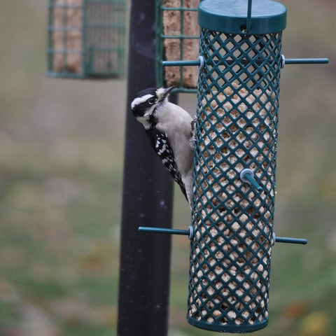 C&S 06109 27 oz Woodpecker Suet Nuggets Wild Bird Food