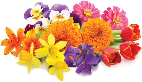 Jobe's 09627 4 LB Bag of 3-5-4 Organic Annual & Perennial Granular Plant Food Fertilizer