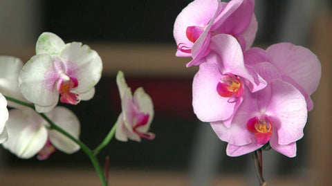 Scotts Miracle Gro 100195 8 oz Ready To Use Orchid Plant Food Mist - Quantity of 4