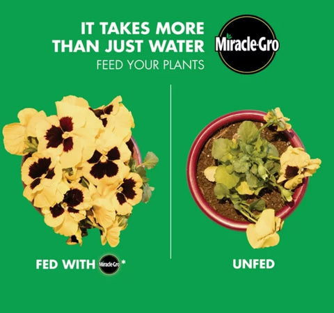 Miracle Gro 146002 4 LB Box of Water Soluble Bloom Booster Flower Food / Fertilizer - Quantity of 1