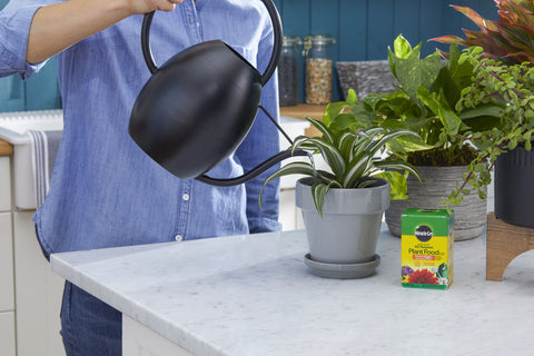 Scotts Miracle Gro 2000992 8 oz Water Soluble All Purpose Plant Food - Quantity of 3