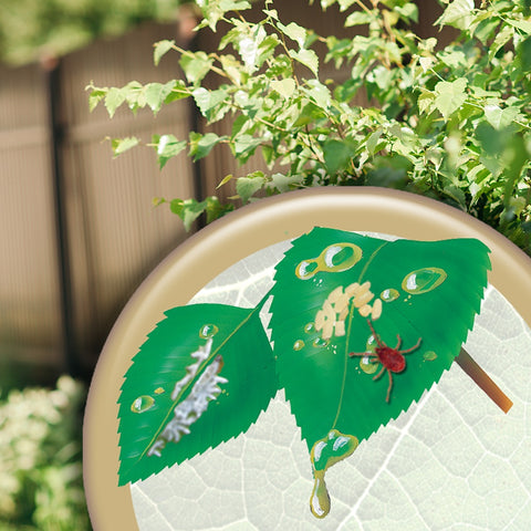 Bonide 2116 32 oz Bottle of Concentrate All Seasons Horticultural Dormant Insecticide Spray Oil