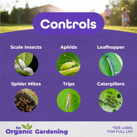 Bonide 2116 32 oz Bottle of Concentrate All Seasons Horticultural Dormant Insecticide Spray Oil