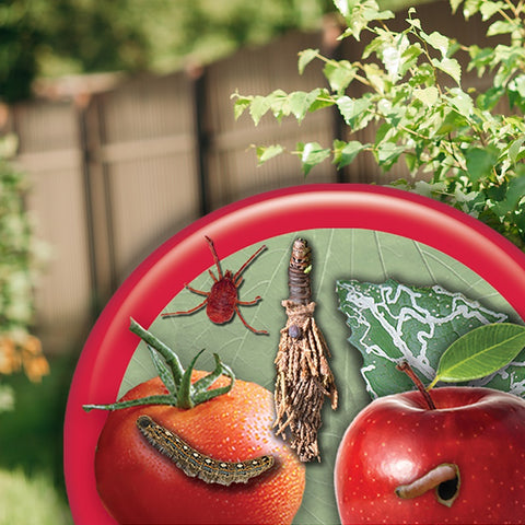 Bonide 255 32 oz RTS Bottle of Captain Jack's Deadbug Brew Spinosad Garden Insect Control Spray