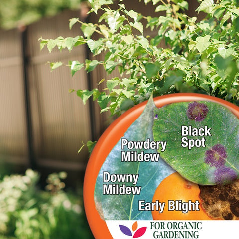 Bonide 7756 32 oz Bottle of Captain Jack's Organic Liquid Copper Fungicide Plant Spray