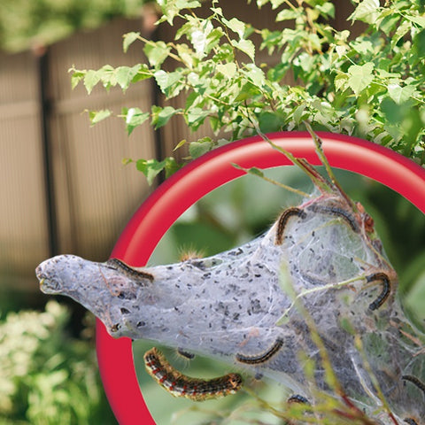 Bonide 8036 16 oz Bottle of Concentrate Thuricide BT Liquid Insect Control