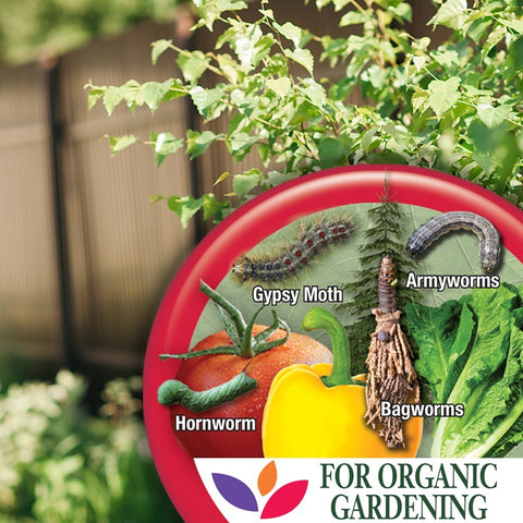 Bonide 8066 32 oz Spray Bottle of Captain Jack's Ready To Use Thuricide BT Insect Control Spray