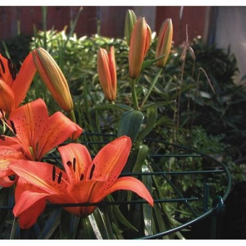 Panacea Products 89323GT 20" x 14" Green Steel Plant Support Grow Thru Ring - Quantity of 6