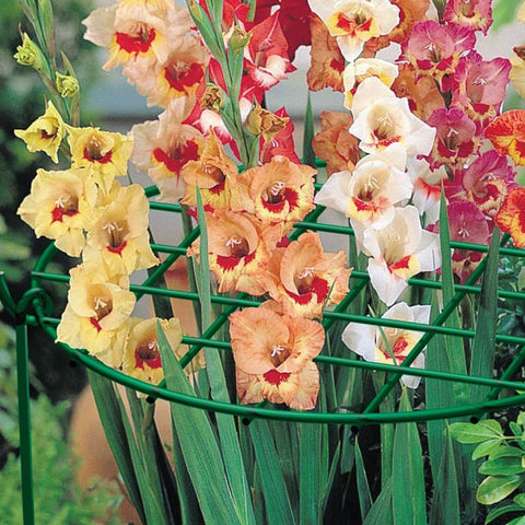 Panacea Products 89323GT 20" x 14" Green Steel Plant Support Grow Thru Ring - Quantity of 4