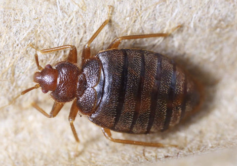 Safer SH5168 7 oz Bottle of Diatomaceous Earth Ant & Crawling Insect Bed Bug Pest Control