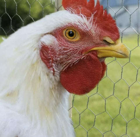 YardGard 308475B 36" x 50' 2" Mesh Poultry Netting Chicken Wire Fence Fencing