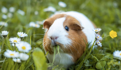 Gerty 3217 10 LB Tasty Mix Guinea Pig Food