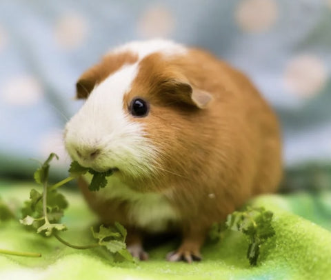 Gerty 3217 10 LB Tasty Mix Guinea Pig Food