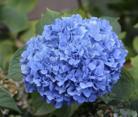 Hoffman 66505 4 LB Aluminum Sulfate Acid Loving Plant Soil Acidifier - Quantity of 6