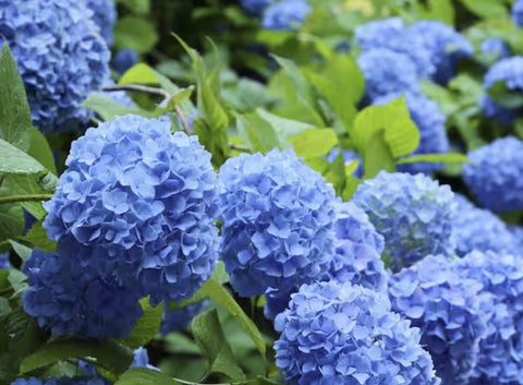 Hoffman 66505 4 LB Aluminum Sulfate Acid Loving Plant Soil Acidifier - Quantity of 6