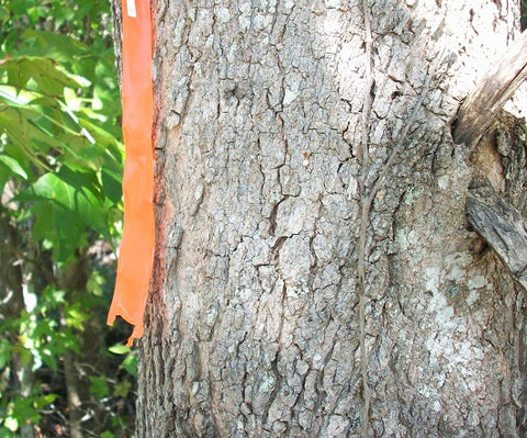 Hanson 17022 1-3/16" x 300' ft Bright Orange Vinyl Flagging Ribbon Marking Tape - Quantity of 6