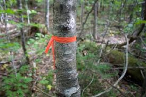 Hanson 17022 1-3/16" x 300' ft Bright Orange Vinyl Flagging Ribbon Marking Tape - Quantity of 6