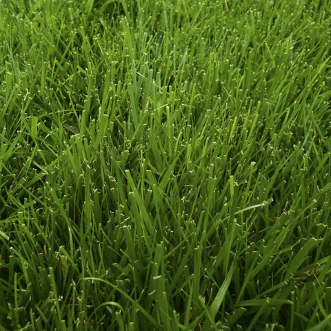 Green Thumb GVPRG7 7 LB Bag of Perennial Ryegrass Blend / Mix Grass Seed - Quantity of 1