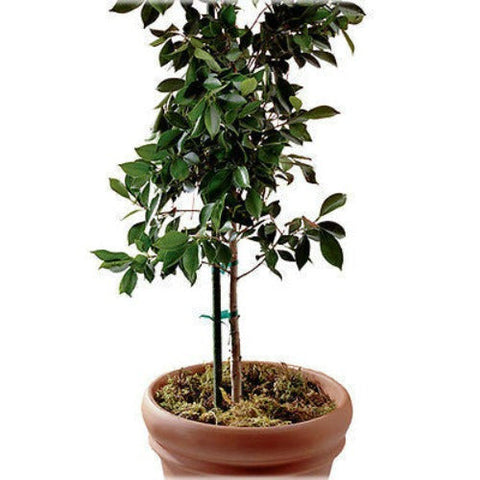 Midwest ST2GT 2' x 5/16" Green Steel Sturdy Stake Garden Plant Stake - Quantity of 200