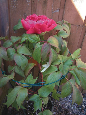 6 ea Luster Leaf 987 18" D x 30" Single Ring Folding Peony Hoop Plant Supports