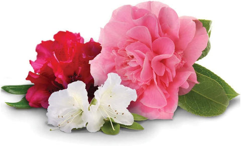 Jobe's 09826 4 LB Bag of 5-4-3 Organic Azalea Rhododendron Acid Loving Plant Food Fertilizer