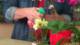 Scotts Miracle Gro 100195 8 oz Ready To Use Orchid Plant Food Mist - Quantity of 6