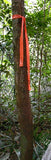 Hanson 17022 1-3/16" x 300' ft Bright Orange Vinyl Flagging Ribbon Marking Tape - Quantity of 6