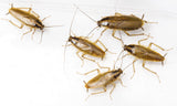 Safer SH5168 7 oz Bottle of Diatomaceous Earth Ant & Crawling Insect Bed Bug Pest Control