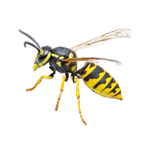 Green Thumb HG-187978 17.5 oz Can of Wasp & Hornet Pest Control Spray - Quantity of 1